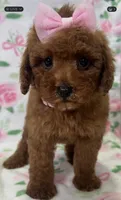 Chanel, a female Poodle - Toy  for sale in Belleview, FL – 2 of 5