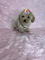 Grace, a female Poodle - Toy  for sale in Belleview, FL – 5 of 5