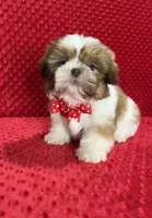 Romeo, a male Shih Tzu for sale in Belleview, FL – Photo 1 of 7