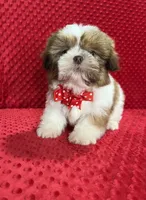 Romeo, a male Shih Tzu for sale in Belleview, FL – Photo 2 of 7