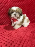 Romeo, a male Shih Tzu for sale in Belleview, FL – Photo 3 of 7
