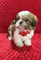 Romeo, a male Shih Tzu for sale in Belleview, FL – Photo 5 of 7