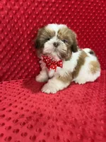 Romeo, a male Shih Tzu for sale in Belleview, FL – Photo 4 of 7