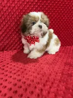 Romeo, a male Shih Tzu for sale in Belleview, FL – Photo 7 of 7