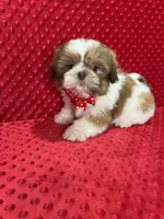 Romeo, a male Shih Tzu for sale in Belleview, FL – Photo 6 of 7