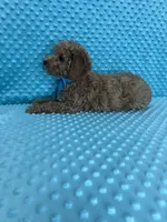 Olivier, a male Poodle - Toy  for sale in Belleview, FL – 3 of 4