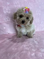 Grace, a female Poodle - Toy  for sale in Belleview, FL – 4 of 5