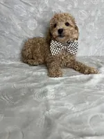 Luca, a male Poodle - Toy  for sale in Belleview, FL – 5 of 5