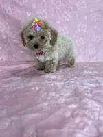 Grace, a female Poodle - Toy  for sale in Belleview, FL – 2 of 5