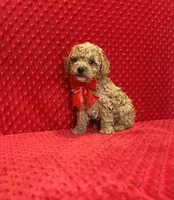 William , a male Poodle - Toy  for sale in Belleview, FL – Photo 4 of 5