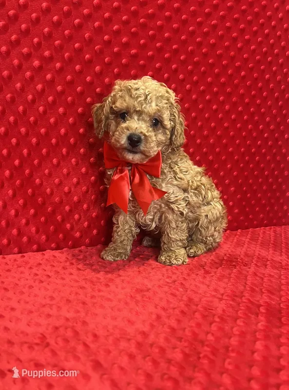 William , a male Poodle - Toy  for sale in Belleview, FL – Photo 1 of 5