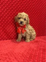 William , a male Poodle - Toy  for sale in Belleview, FL – Photo 1 of 5