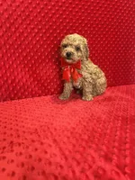 William , a male Poodle - Toy  for sale in Belleview, FL – Photo 5 of 5