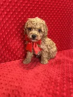 William , a male Poodle - Toy  for sale in Belleview, FL – Photo 2 of 5