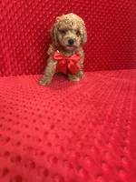 William , a male Poodle - Toy  for sale in Belleview, FL – Photo 3 of 5