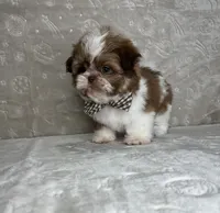 Liam, a male Shih Tzu for sale in Belleview, FL – 5 of 6