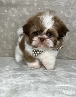 Liam, a male Shih Tzu for sale in Belleview, FL – 4 of 6
