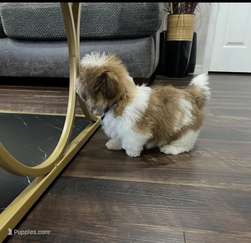 Liam – Shih Tzu puppy for sale in Belleview, FL