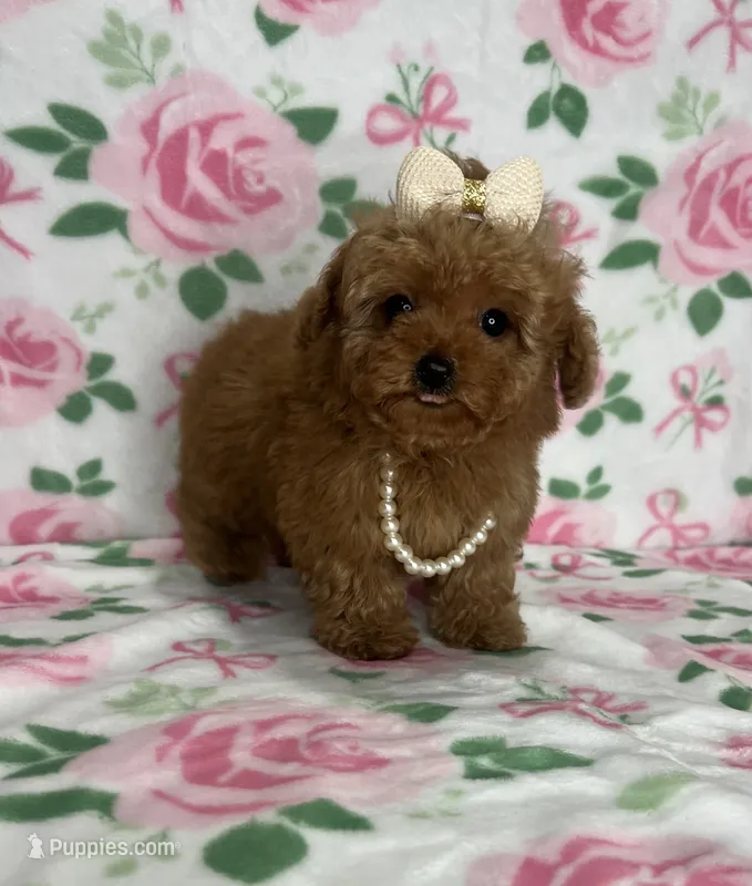 Nova – Poodle - Toy  puppy for sale in Belleview, FL
