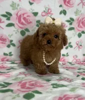 Nova, a female Poodle - Toy  for sale in Belleview, FL – 1 of 4
