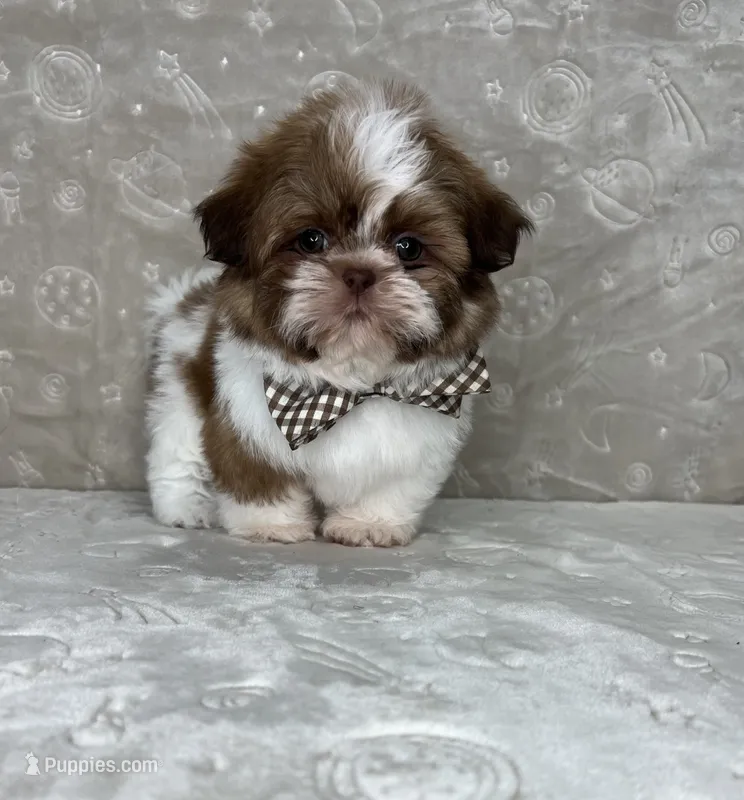 Liam – Shih Tzu puppy for sale in Belleview, FL