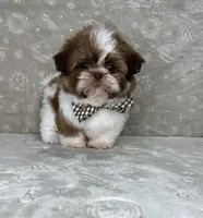 Liam, a male Shih Tzu for sale in Belleview, FL – 3 of 6