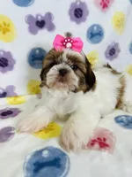 Eliana, a female Shih Tzu for sale in Belleview, FL – 4 of 4
