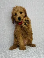 Thor, a male Poodle - Toy  for sale in Belleview, FL – Photo 1 of 2