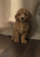 Thor, a male Poodle - Toy  for sale in Belleview, FL – Photo 2 of 2