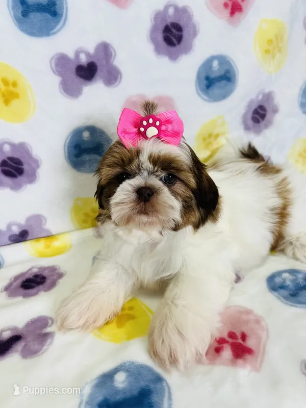 Eliana – Shih Tzu puppy for sale in Belleview, FL
