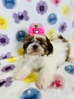 Eliana, a female Shih Tzu for sale in Belleview, FL – 1 of 4