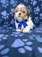 Adam, a male Shih Tzu for sale in Belleview, FL – 2 of 7