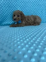 Olivier, a male Poodle - Toy  for sale in Belleview, FL – 2 of 4