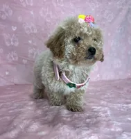 Grace, a female Poodle - Toy  for sale in Belleview, FL – 3 of 5