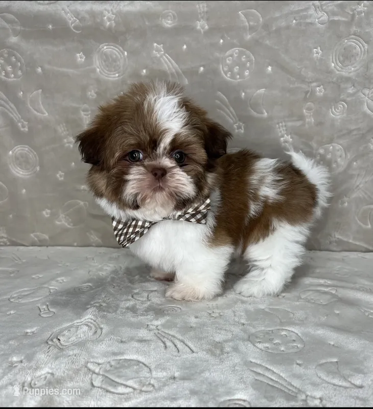Liam – Shih Tzu puppy for sale in Belleview, FL