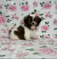 Fiona, a female Shih Tzu for sale in Belleview, FL – 4 of 4
