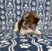 Noah, a male Shih Tzu for sale in Belleview, FL – 2 of 4