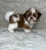Liam, a male Shih Tzu for sale in Belleview, FL – 6 of 6