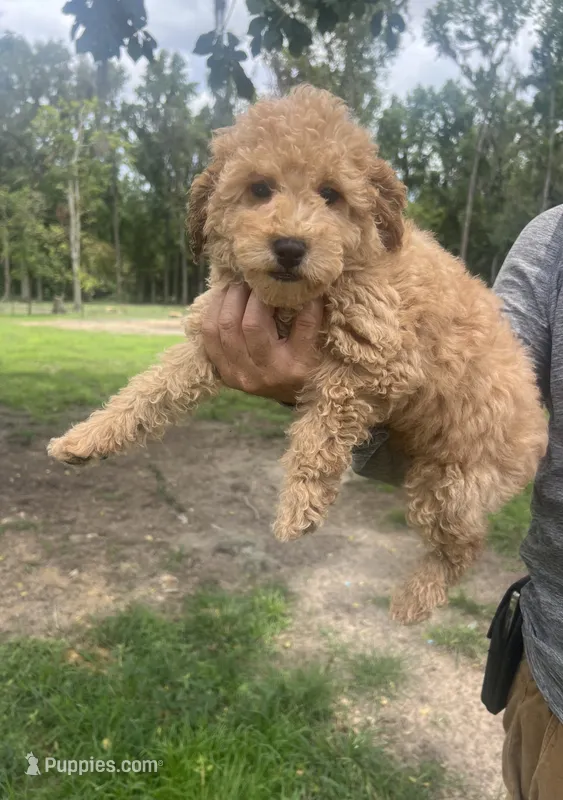 Luca – Poodle - Toy  puppy for sale in Belleview, FL