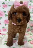 Chanel, a female Poodle - Toy  for sale in Belleview, FL – 5 of 5