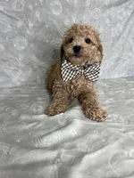 Luca, a male Poodle - Toy  for sale in Belleview, FL – 2 of 5