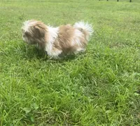Liam, a male Shih Tzu for sale in Belleview, FL – 2 of 3