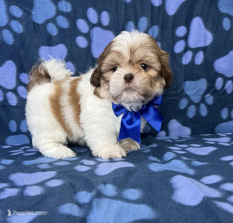 Adam – Shih Tzu puppy for sale in Belleview, FL