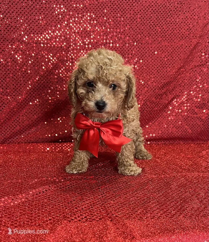 Ford – Poodle - Toy  puppy for sale in Belleview, FL