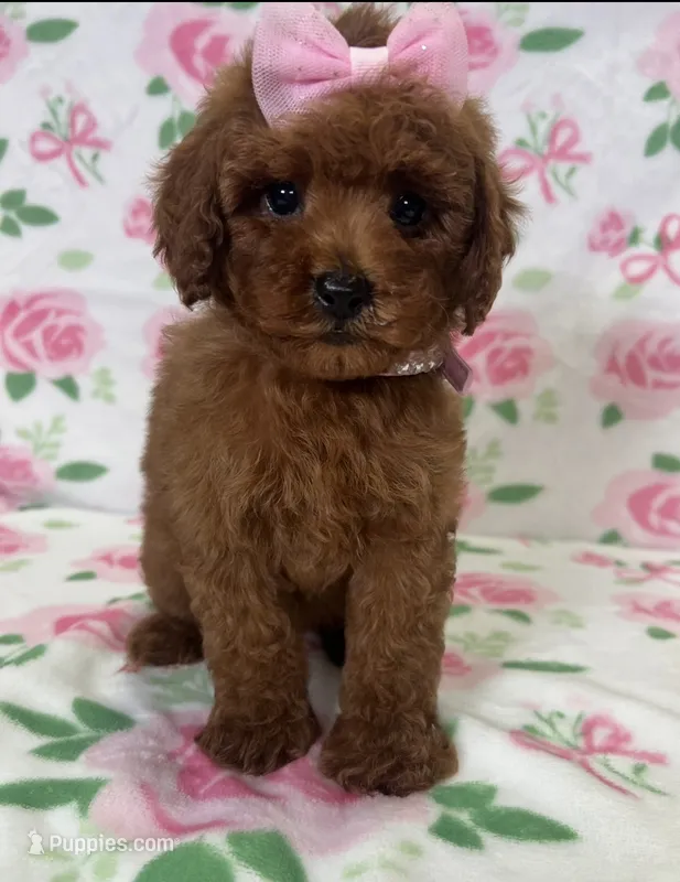 Chanel – Poodle - Toy  puppy for sale in Belleview, FL