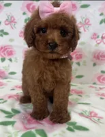 Chanel, a female Poodle - Toy  for sale in Belleview, FL – 1 of 5