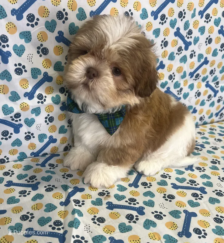 Bryan – Shih Tzu puppy for sale in Belleview, FL