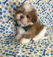 Bryan, a male Shih Tzu for sale in Belleview, FL – Photo 1 of 4