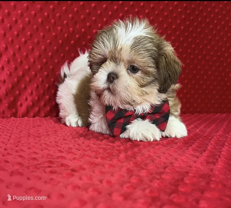 Bryan – Shih Tzu puppy for sale in Belleview, FL
