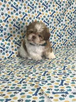 Bryan, a male Shih Tzu for sale in Belleview, FL – Photo 2 of 4